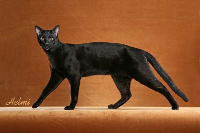 ... Barack Baz, a 10 month old ...